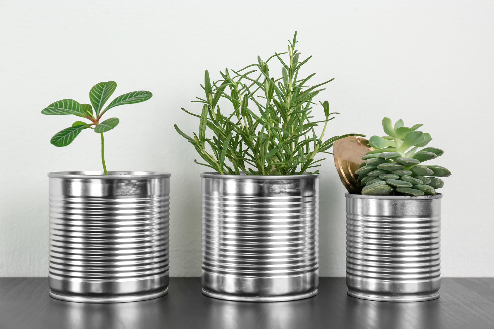 Plants in Aluminum Cans